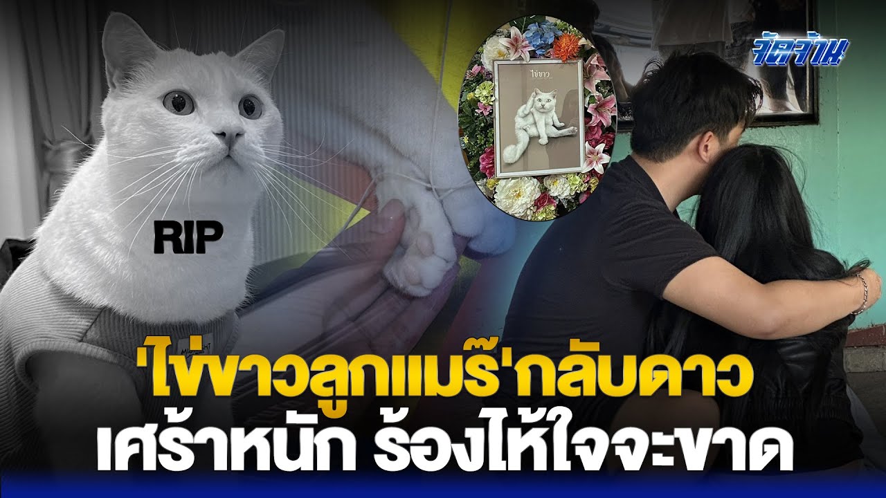 'ไข่ขาวลูกแมร๊'แมวขวัญใจคนไทย กลับดาวแล้ว'เจ้าของ'โพสต์เศร้าหนัก ร้องไห้ใจจะขาด