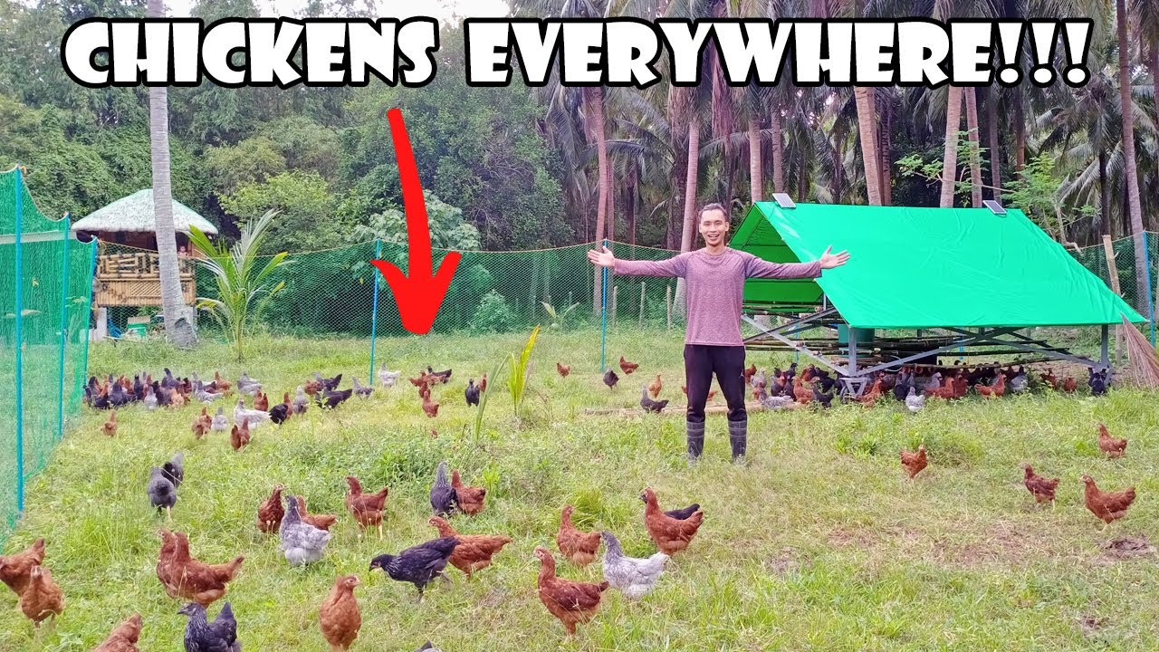 168 New Chickens in the FARM