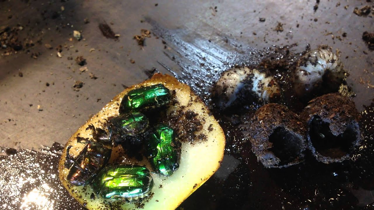 Cetonia aurata - The 