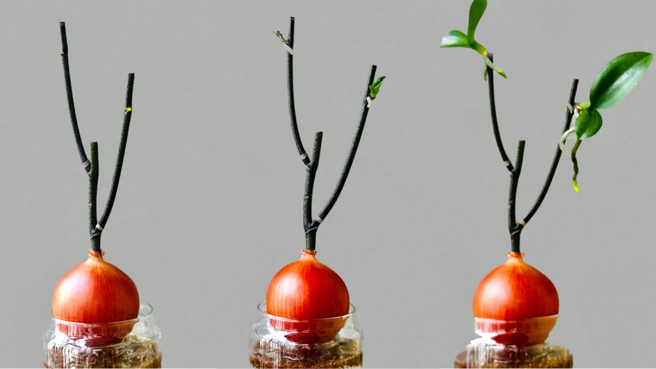 Только лук! Орхидея сразу же вырастает на ветке и цветет круглый год.