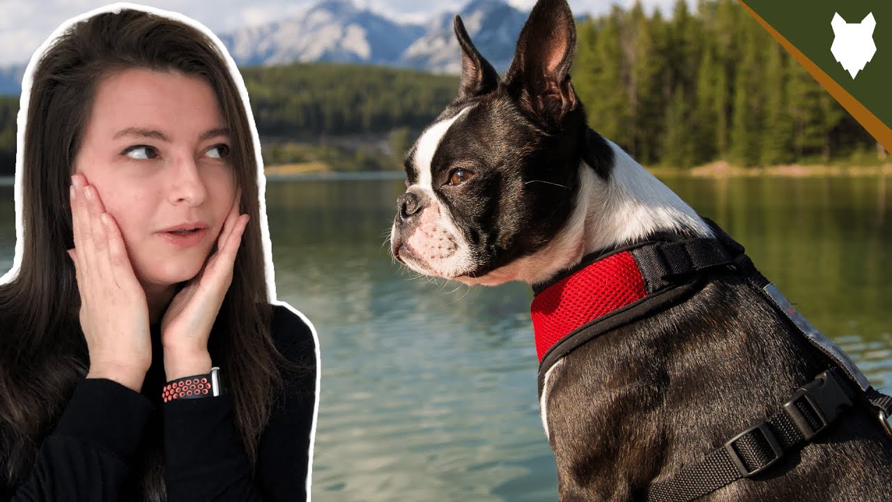 Are BOSTON TERRIER Playful? Aggressive or Playful?