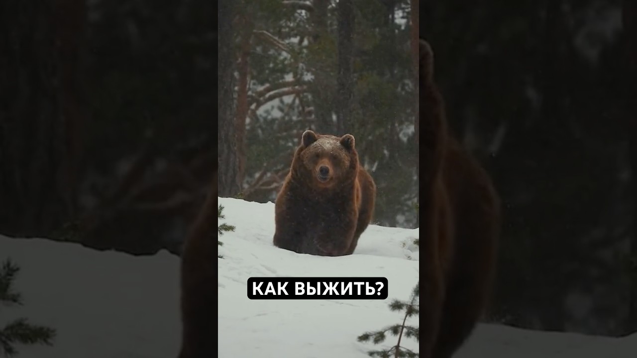 Как Выжить При Встрече с Бурым Медведем?