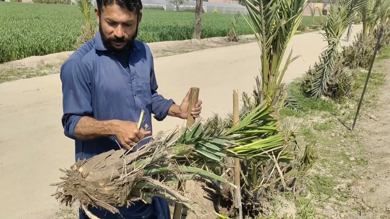 Khojoron🌴🌴🏝️ k bachy nikalny ki details🌴🌴🏝️🌴🌴🏝️🌴(Dates Tree🌴)