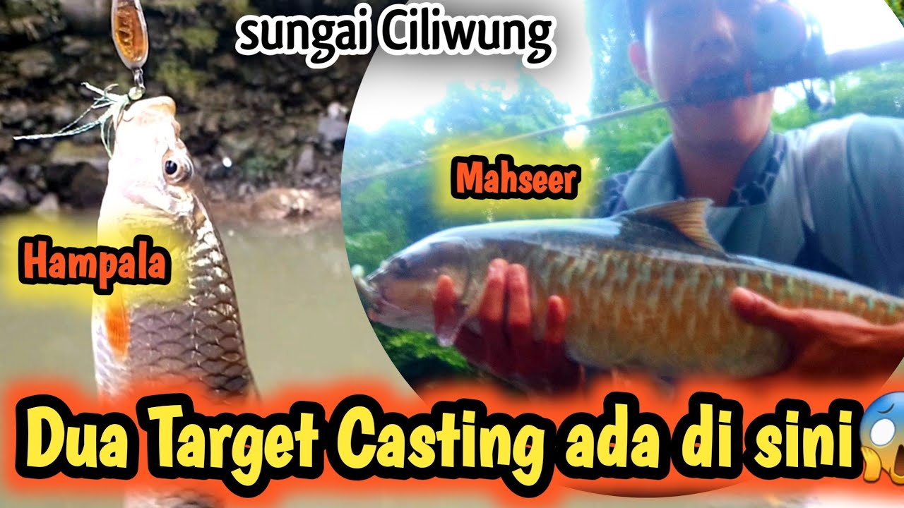 Spot Potensial sungai ciliwung Bogor || Dua Target Casting Ikan mahseer dan Hampala ada di sini. 😱🔴🔴