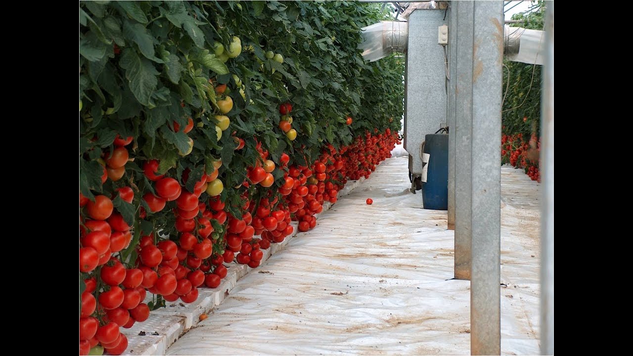 Pomodoro grappolo rosso su fibra di cocco - Esedra F1 / Red cluster tomato in coco peat - Esedra F1