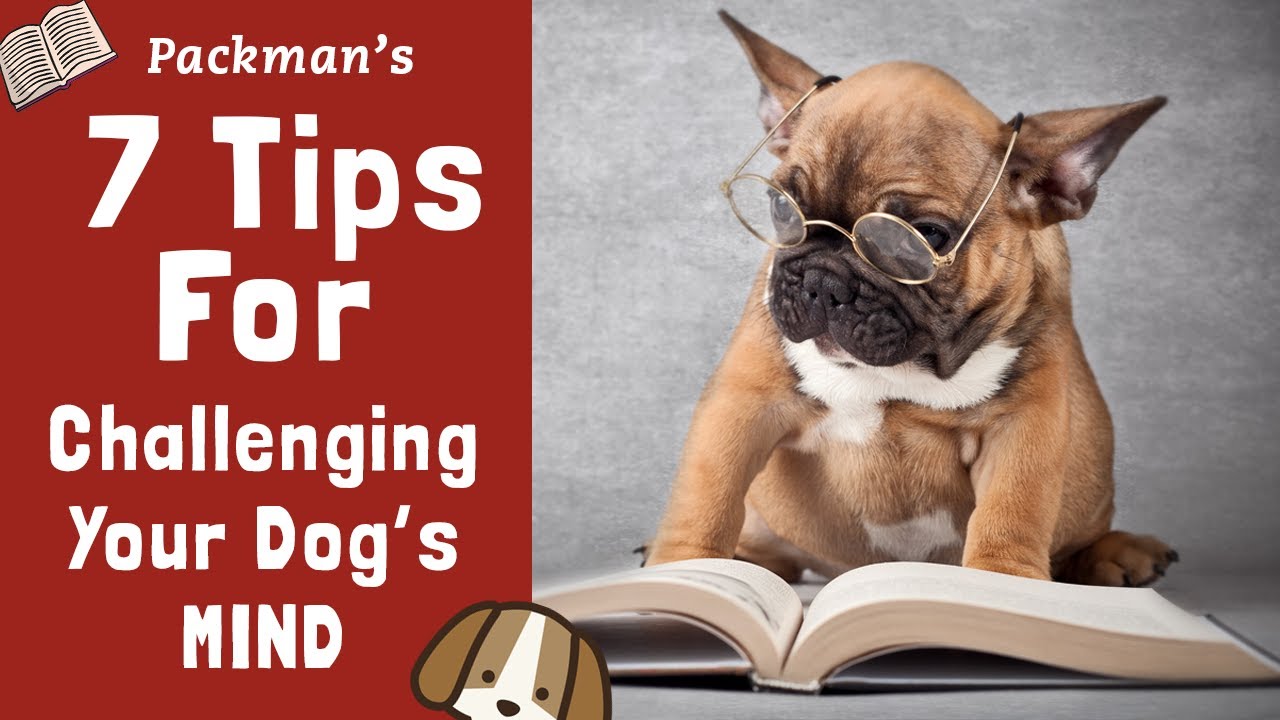 7 Tips To SOLVE Most Dog Behavior Issues | How To Drain Your Dog's Energy (Mentally)