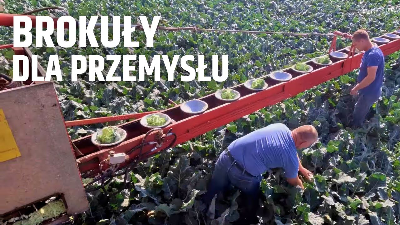 Brokuły dla przemysłu. Prezentacja odmian