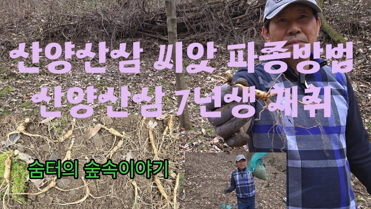 산양산삼 씨앗 파종방법 알려 드리겠습니다.                            산양산삼도 채취하였습니다