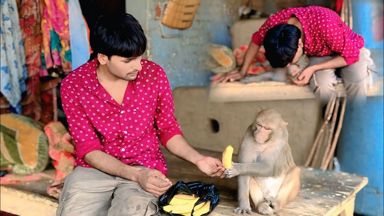 Monkey rani Akash sath khus rahti hai ।। Akash rani ek sath khate hai ।। 
