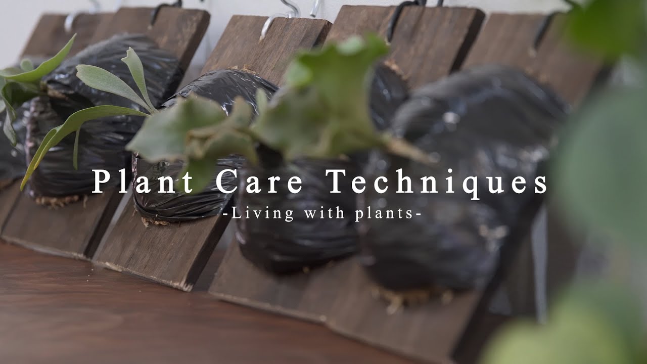 VLOG_ビカクシダ尽くしの1日,密閉BOXと黒テープで根張りを強化【植物と暮らす】#60