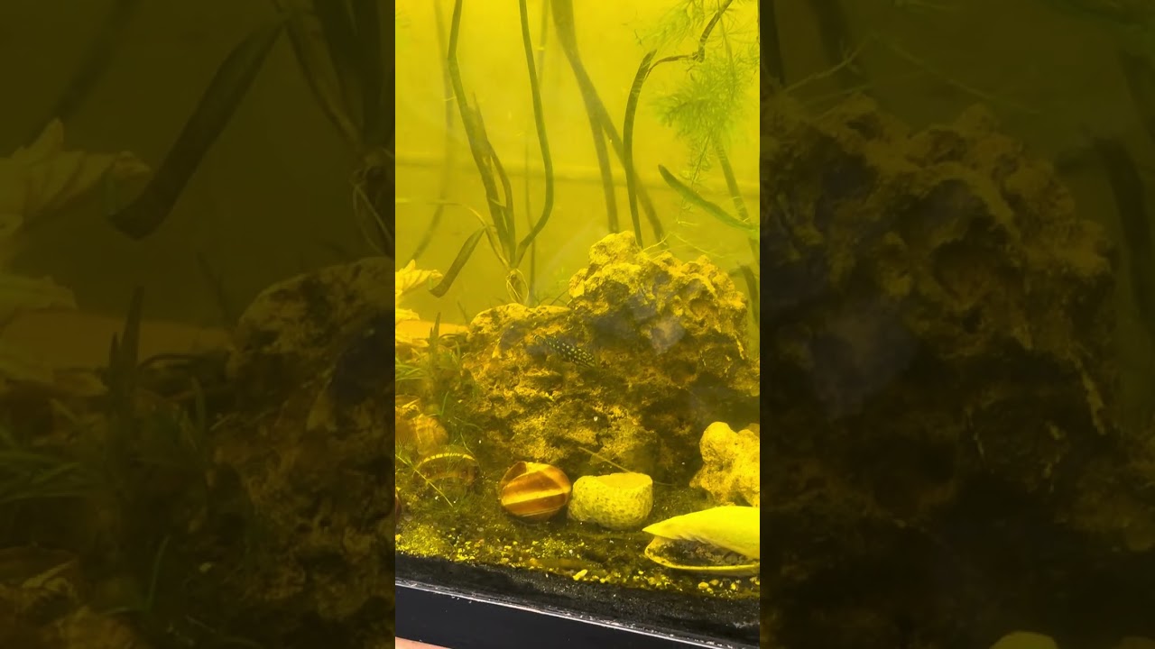 Update on my Shell dweller tank at my office …￼