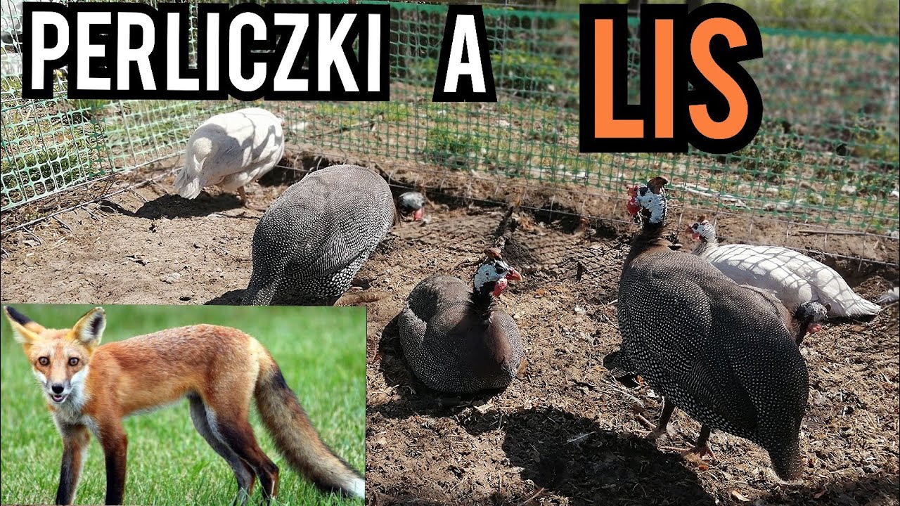 Czy perliczki odstraszają lisy?
