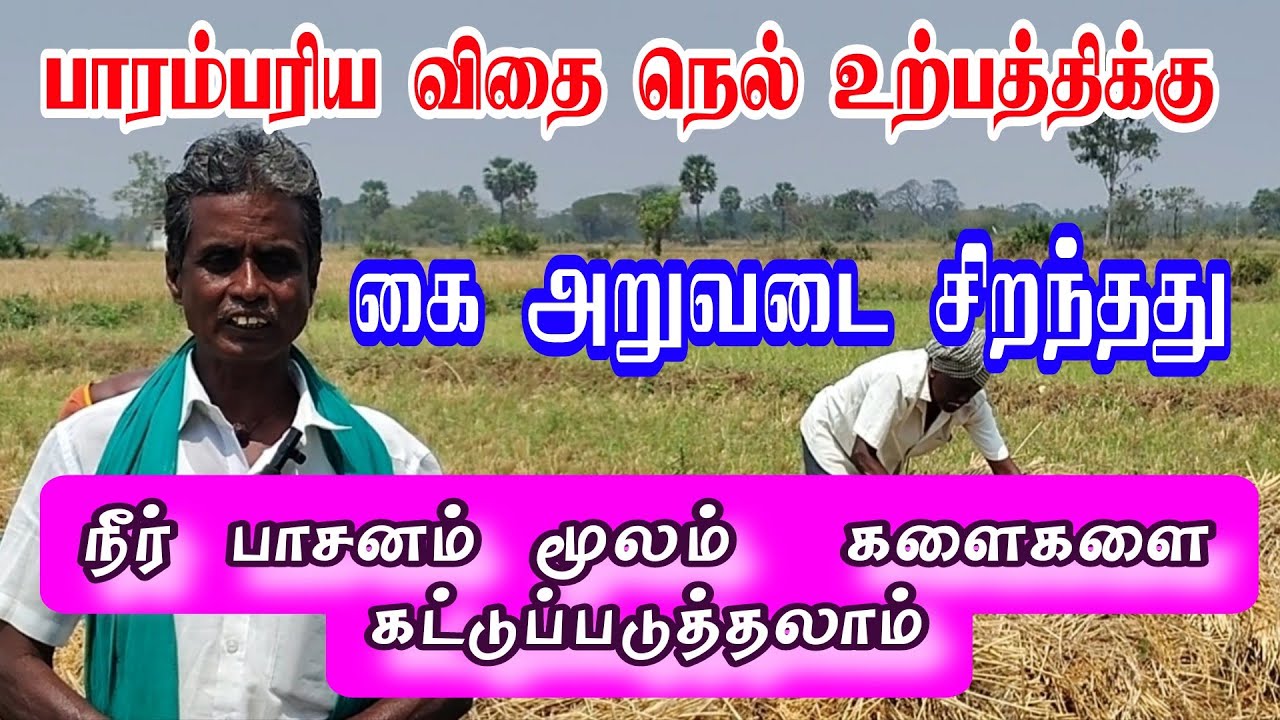 பாரம்பரிய நெல் விதைகள் உற்பத்தி 
