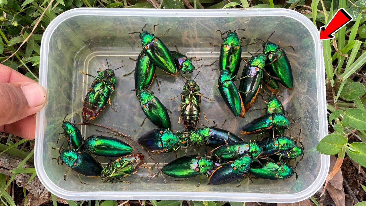 I Found Beetles | Survival Hunting Jewel Beetles, Beetles Flying 😱🪲