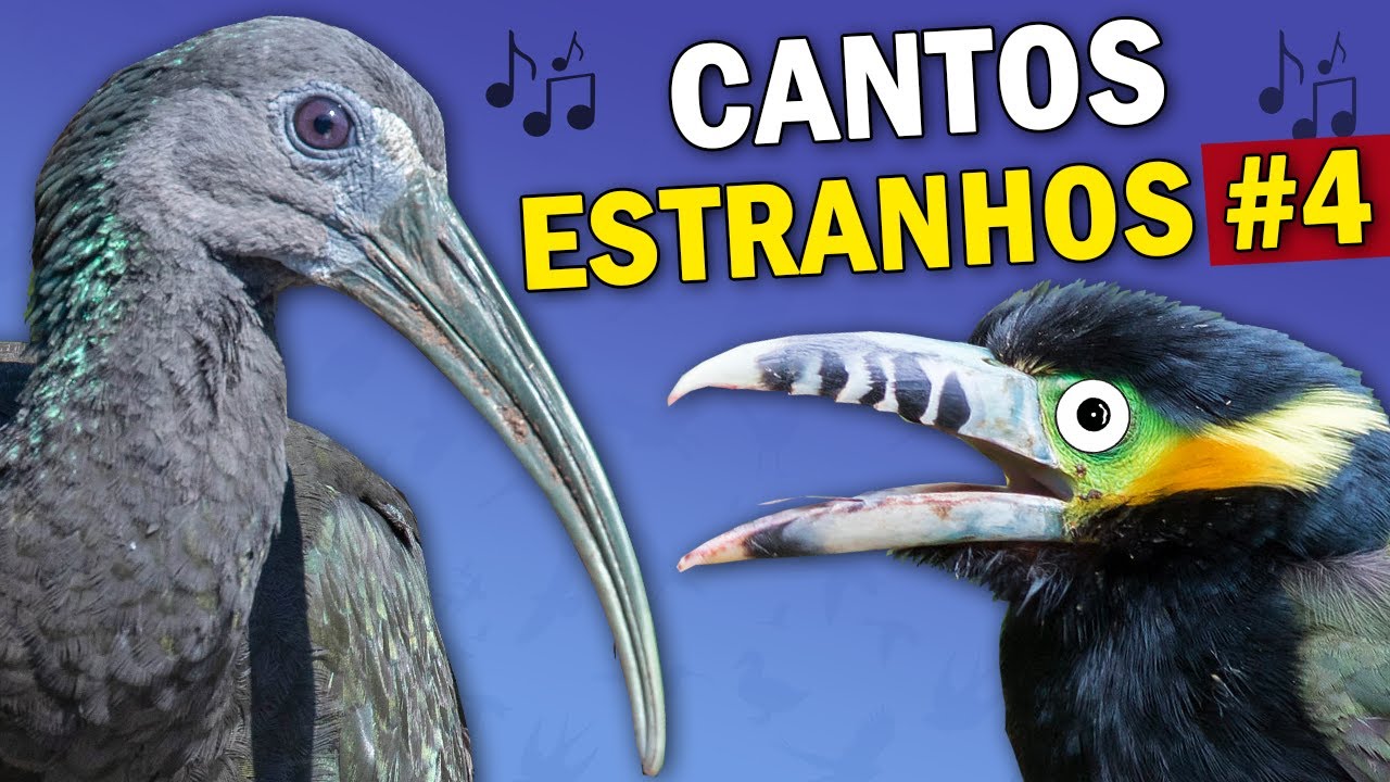 AVES com CANTOS ESTRANHOS #4 | 12 PÁSSAROS brasileiros com vocalização estranha ou diferente