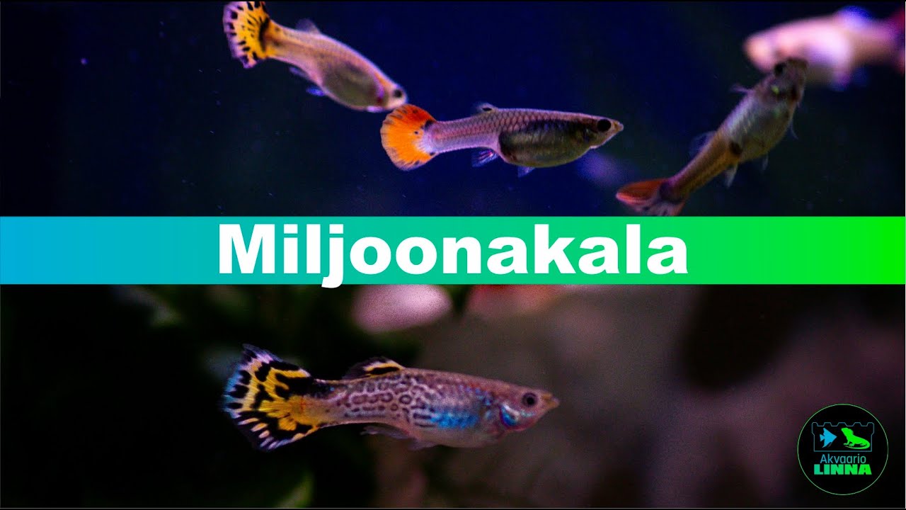 Miljoonakala, Poecilia reticulata