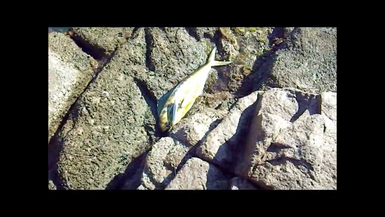 :Fishing *Pro-Q 120* Lampughe in Sardegna