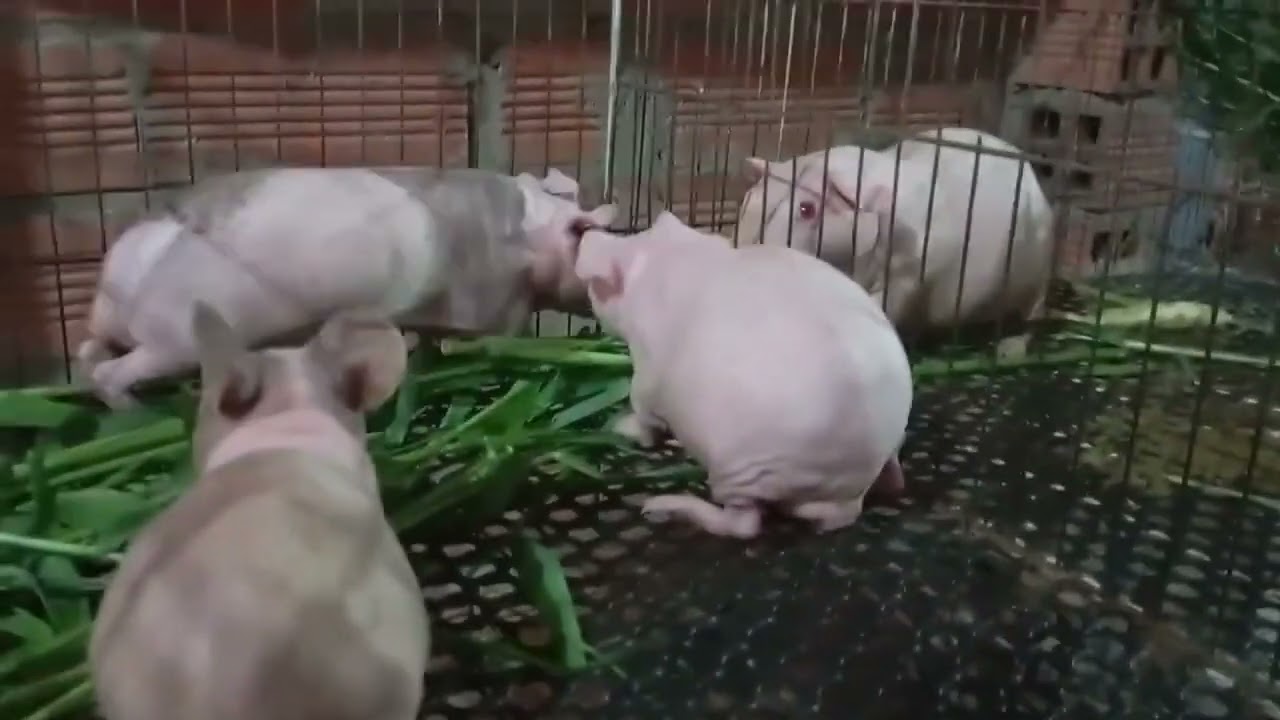Bán bọ hà mã mini (0396964889)
