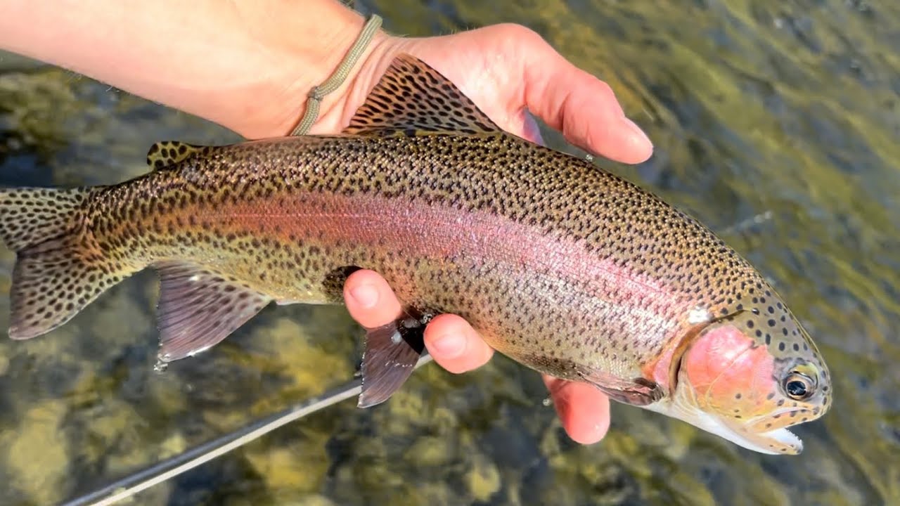 HIDDEN IN PLAIN SIGHT: Nymphing for Redbands in Eastern Washington (Fly Fishing)
