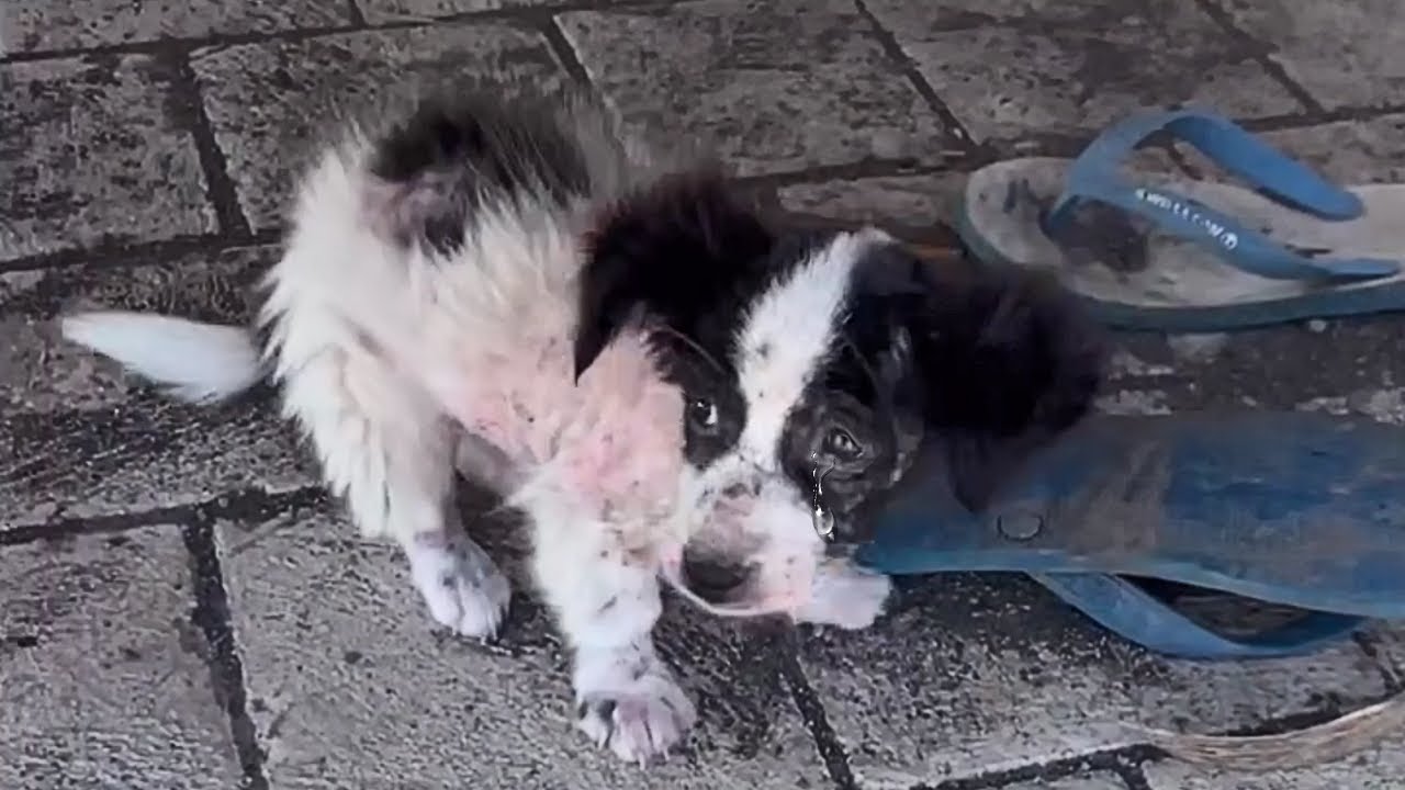 I Found Her Waiting for the One Who Left Her… A Tiny Puppy Who Learned Abandonment Before Love.