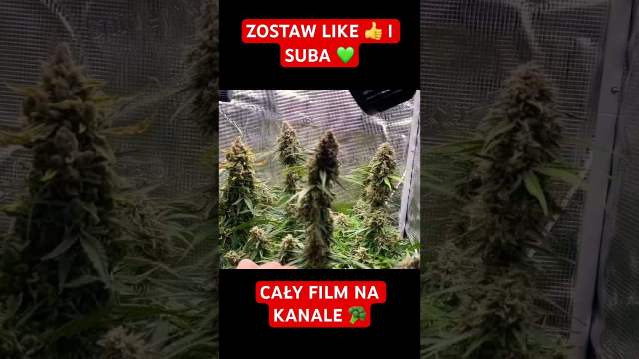 JAK UPRAWIAĆ MARIHUANĘ - KROK PO KROKU W DOMU INDOOR #uprawa #grow #viral #chill #diy #diy #420