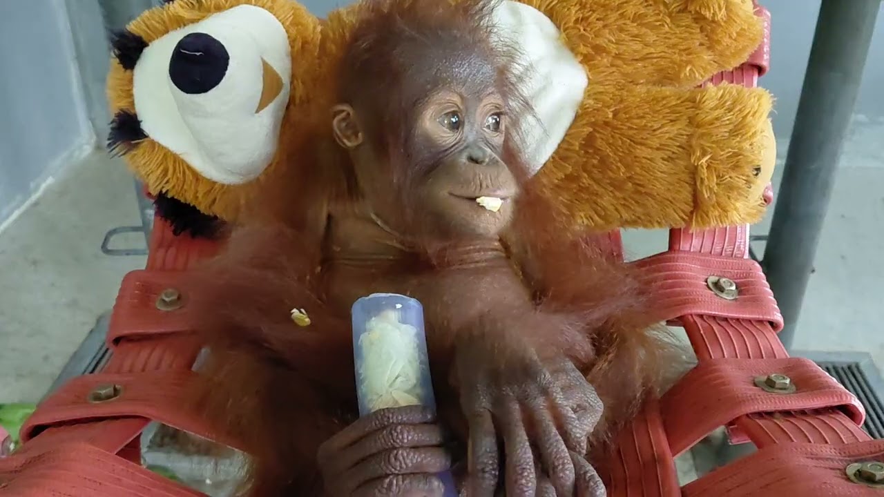 Jack the baby orphaned orangutan, rescued from captivity