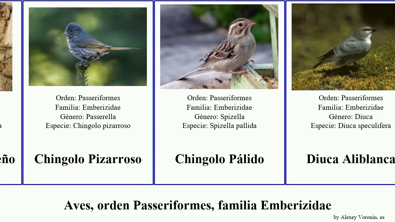 Aves, orden Passeriformes, familia Emberizidae escribano cerquero chingolo semillero atlapetes los