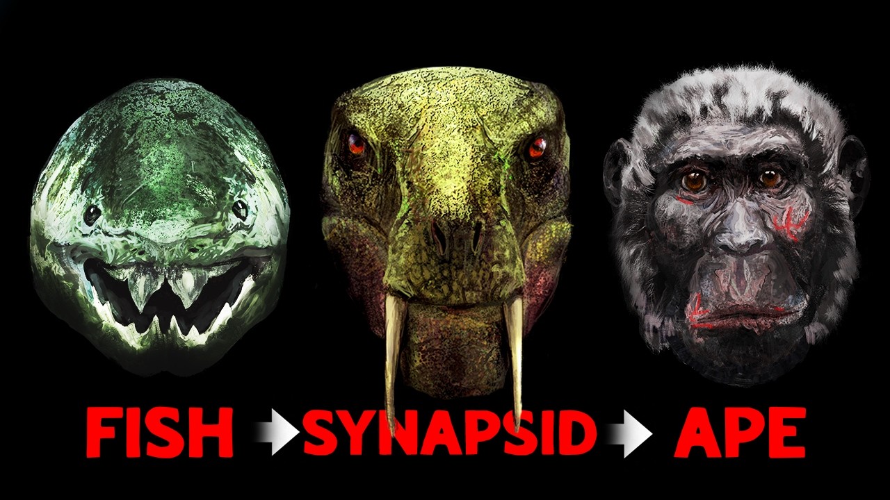 The Freakish Evolution of the Human Face