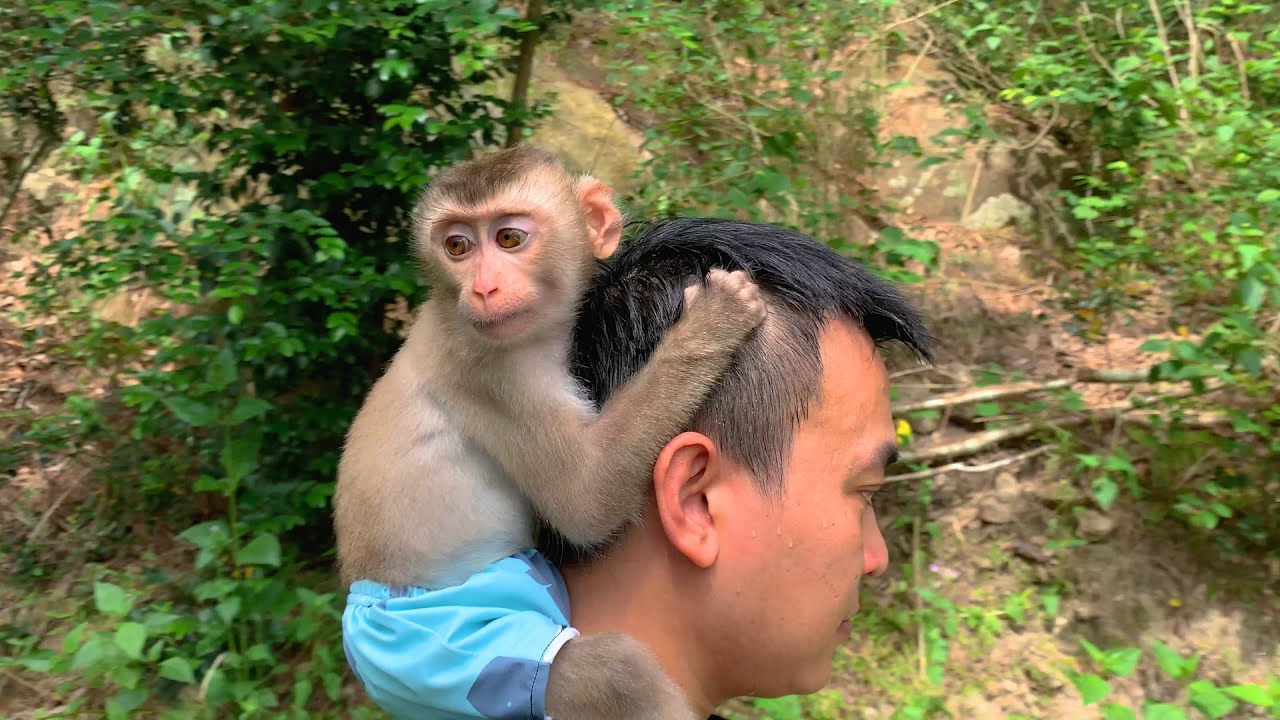 Monkey Puka and Dad go into the forest to relax