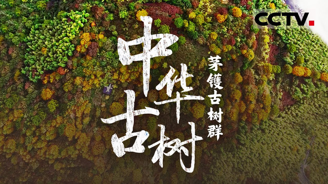 《中华古树》茅镬古树群：四明山藏千年古树！它以约1000多岁的树龄位居中国最高龄的金钱松王【CCTV纪录】