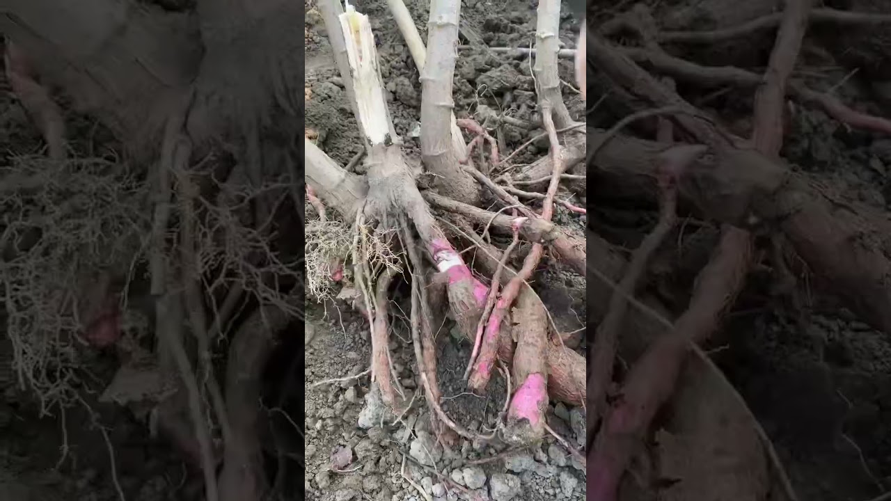 Digging up fresh Yams from the ground 😲 Happy Maghe Sakranti 🍠 #makarsankranti #healthyharvest