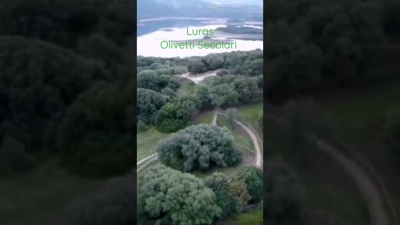 volando tra gli ulivi secolari di Luras