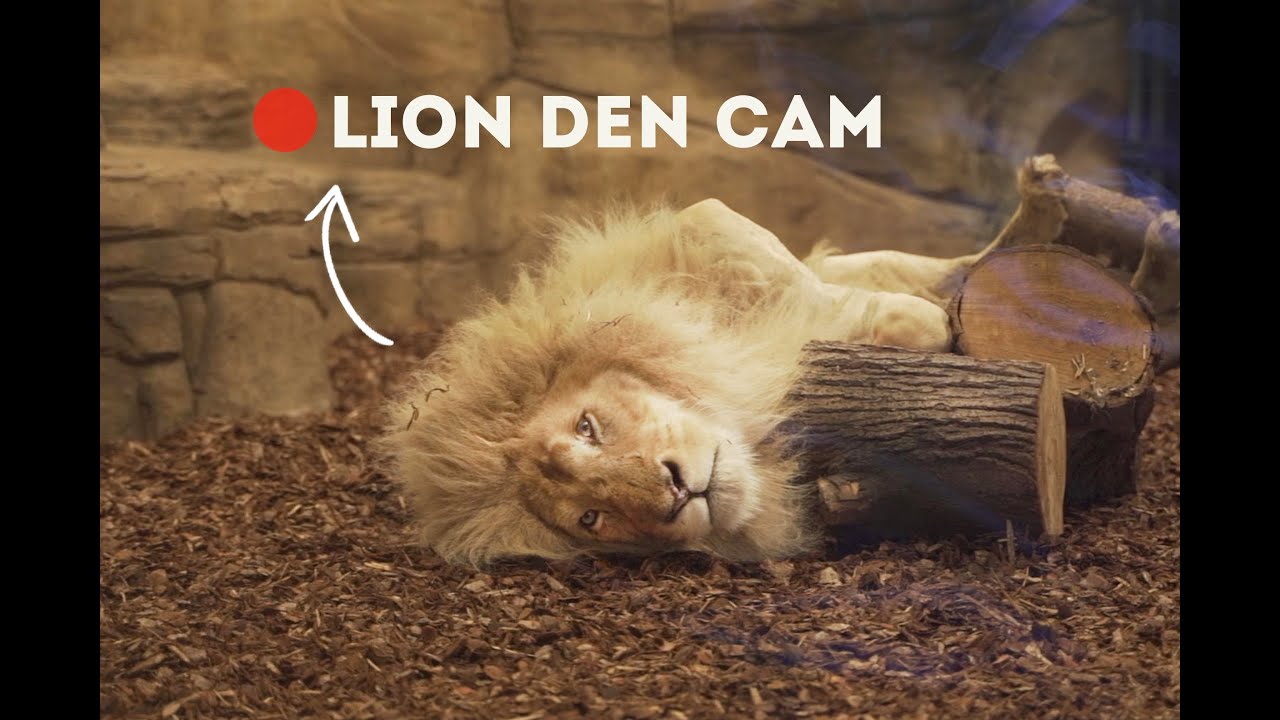 Lions LOVE their new bark! | Lion Den Cam