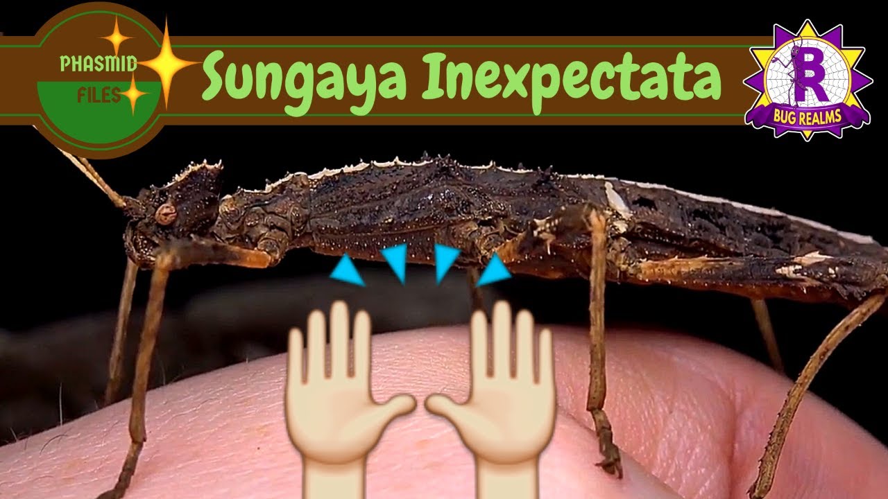 Phasmid Files #1 Sungaya Inexpectata || The Sunny Stick Insect