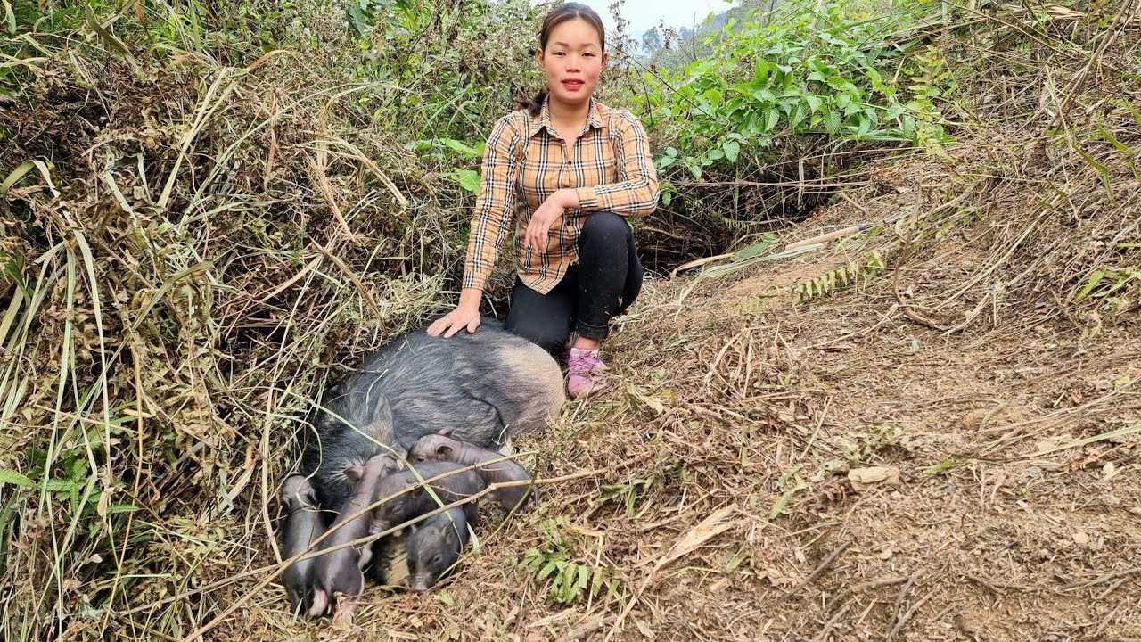 Welcome 1 Month Piglet & Make Pig Feed - The Farm's | Trieu Mai Huong