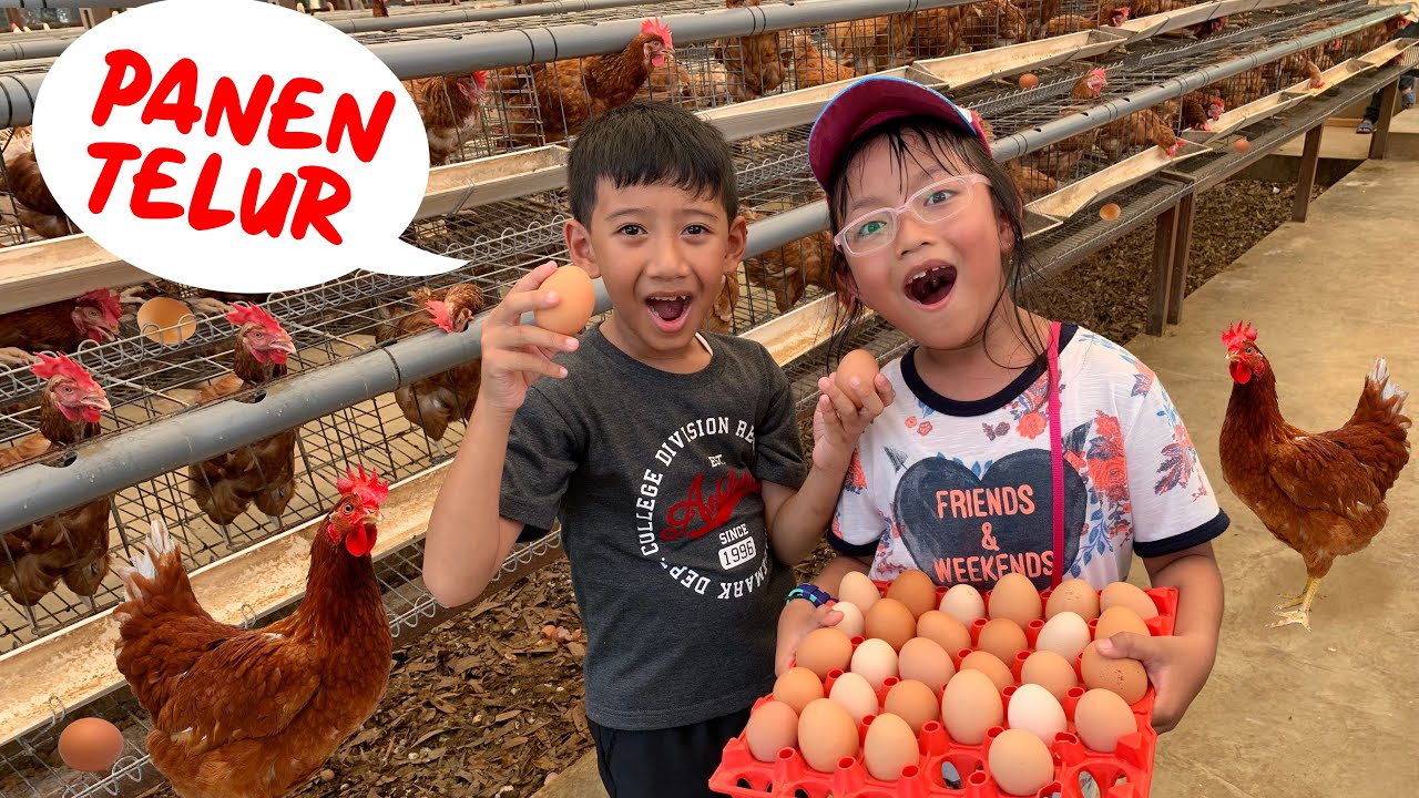 Pixel Panen Telur di Kandang Ayam, Telornya Banyak Banget, Seruuu !!!