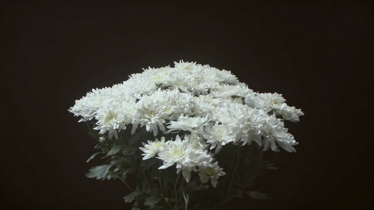 🌼Artistic White Flower Elegance 🤍 | Beautiful Flowers