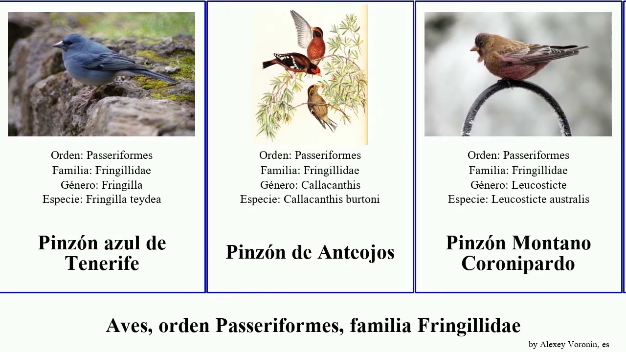 Aves, orden Passeriformes, familia Fringillidae camachuelo ser&iacute;n jilguero pinz&oacute;n verder&oacute;n montano