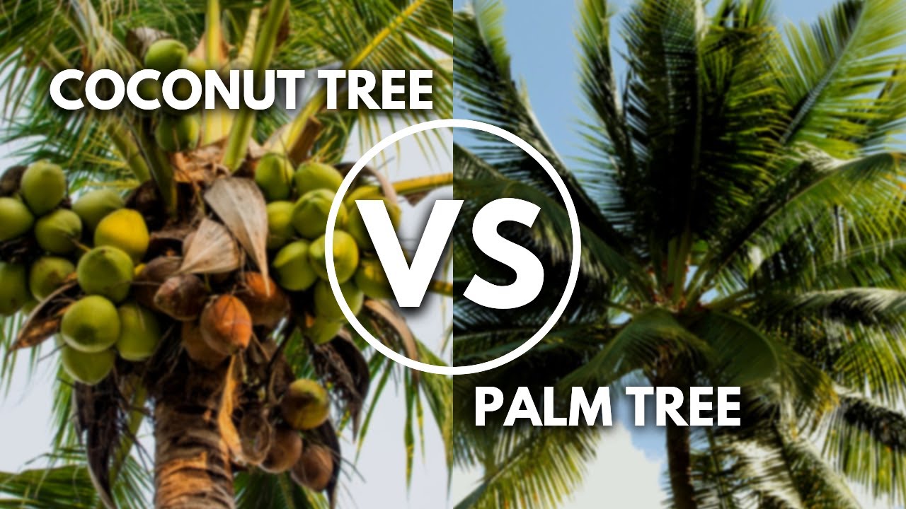 Coconut Tree vs Palm Tree | How to Spot Them?