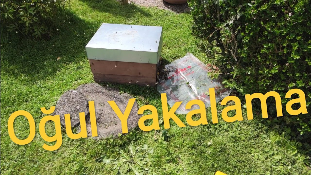 Oğul Yakalama