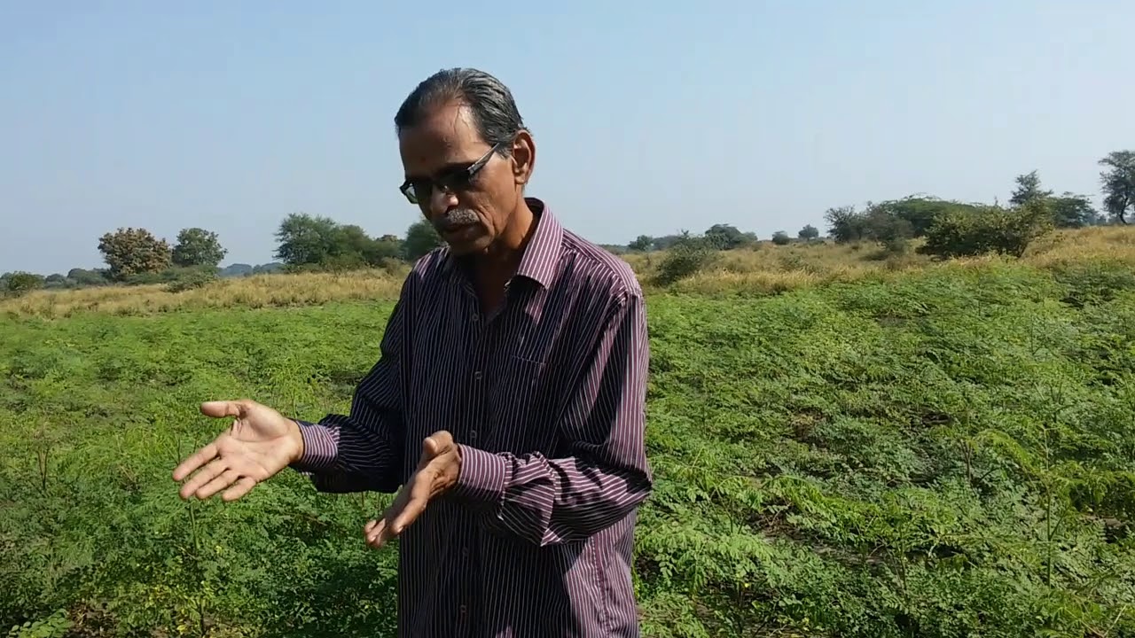 agriculture of moringa leaves