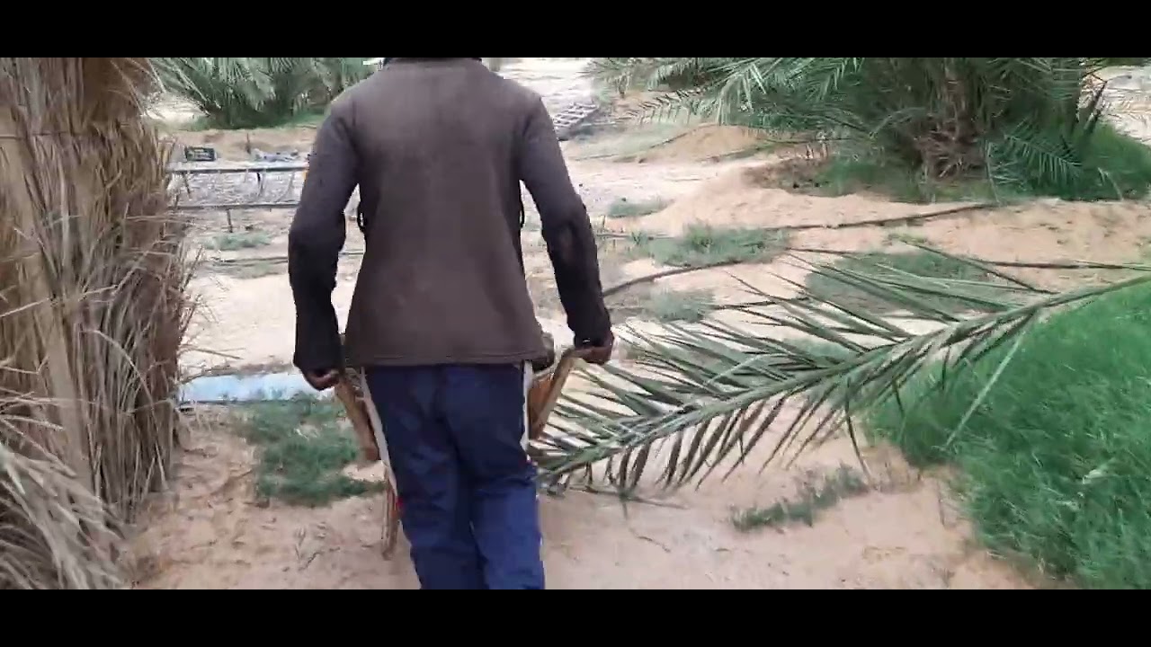 شهر 5 طريقة تسميد النخيل ..شاهد