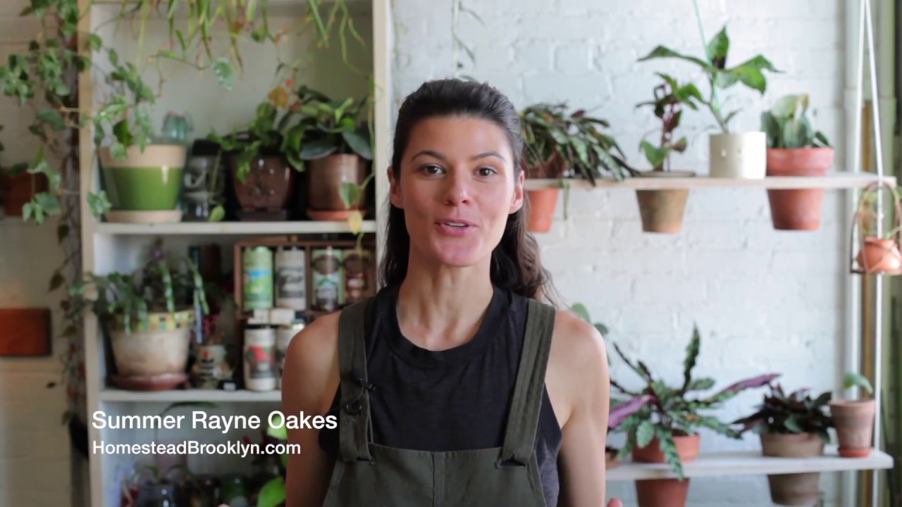 Cacti Anatomy — Plant One On Me — Ep 033
