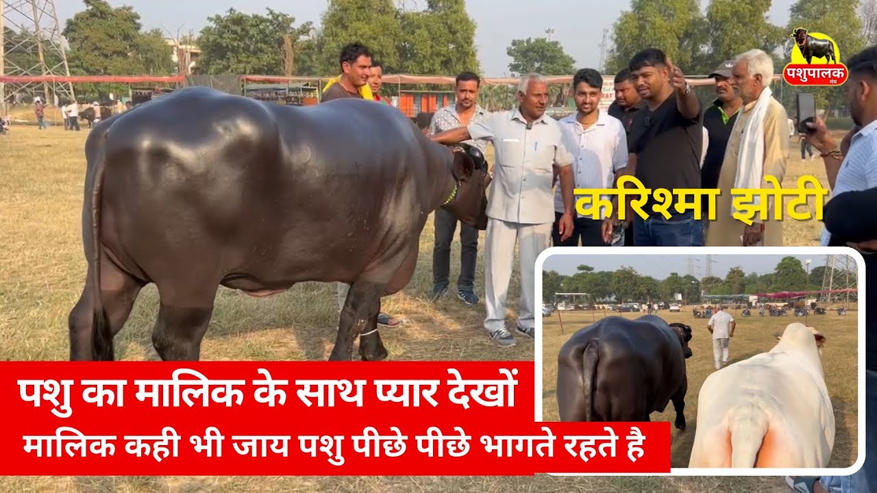 पशु का मालिक के साथ प्यार देखों, मालिक का पीछा नहीं छोड़ते जानवर / Anil Master / Karishma / Kalyani