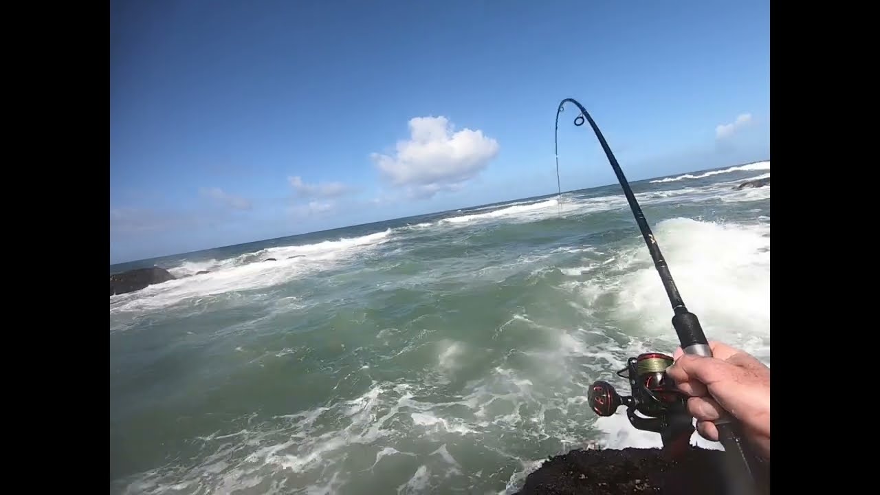 Lutas incriveis com Robalos XL (Spinning)