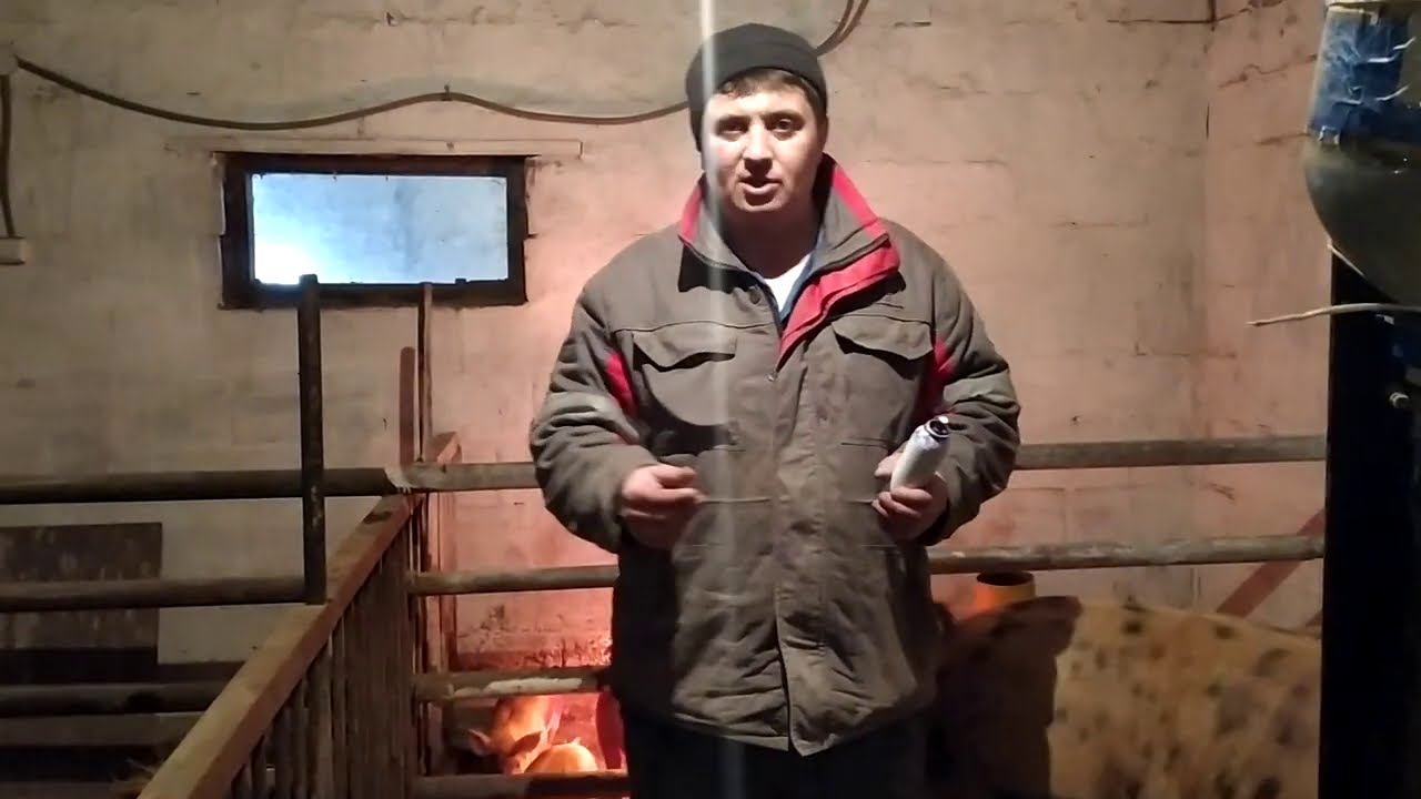 Кастрация поросят Что надо Знать Начинающим Заводчикам ?