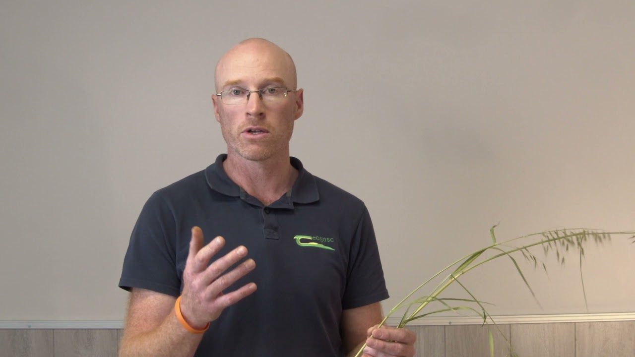 Grass Weed Identification Part 5 - Wild Oats (Avena fatua)