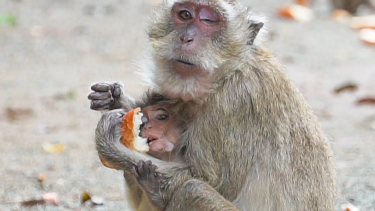 Wow!! Baby VIGO, she tried to snatch food from her mother | WA