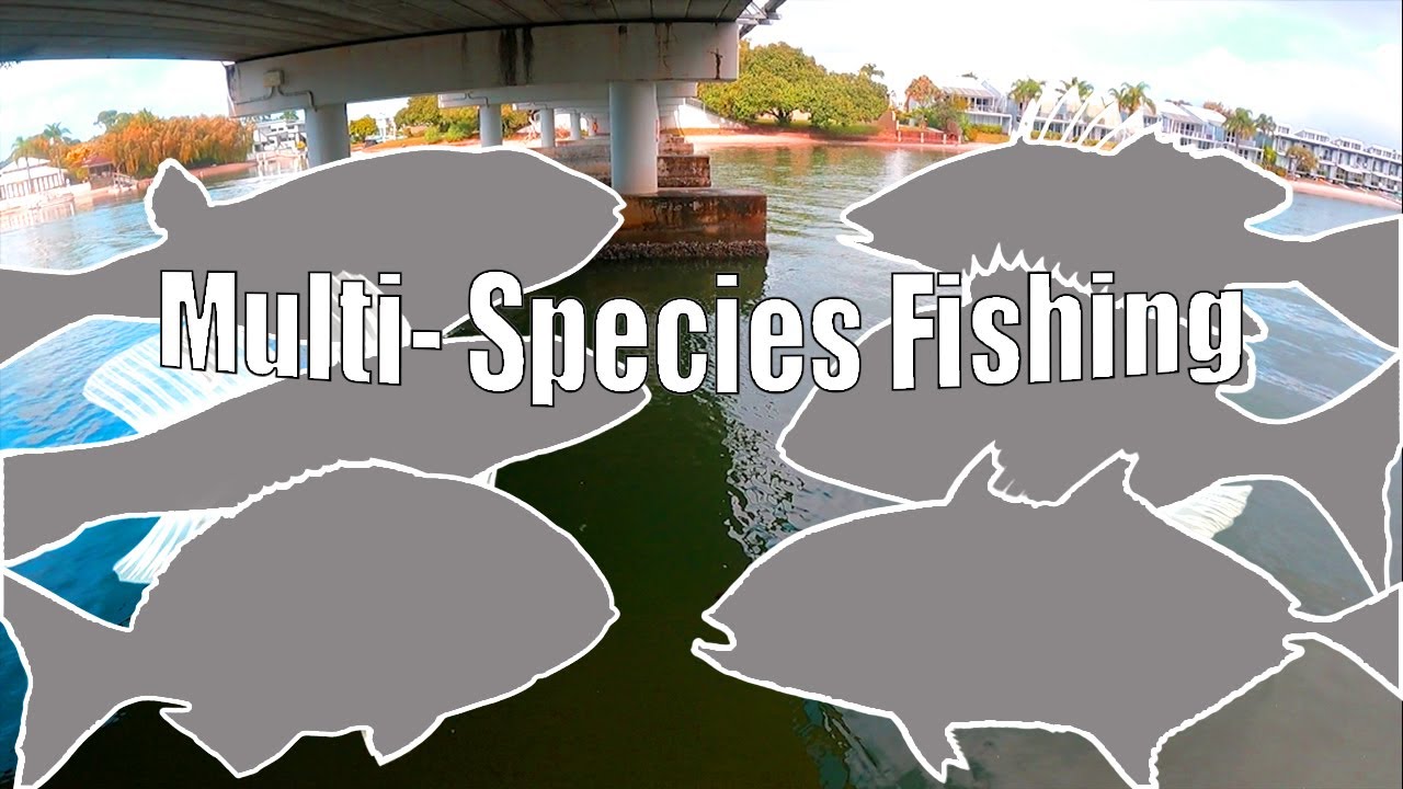 Multi-Species Fishing CHALLENGE Noosa | SUPRISE Catch!