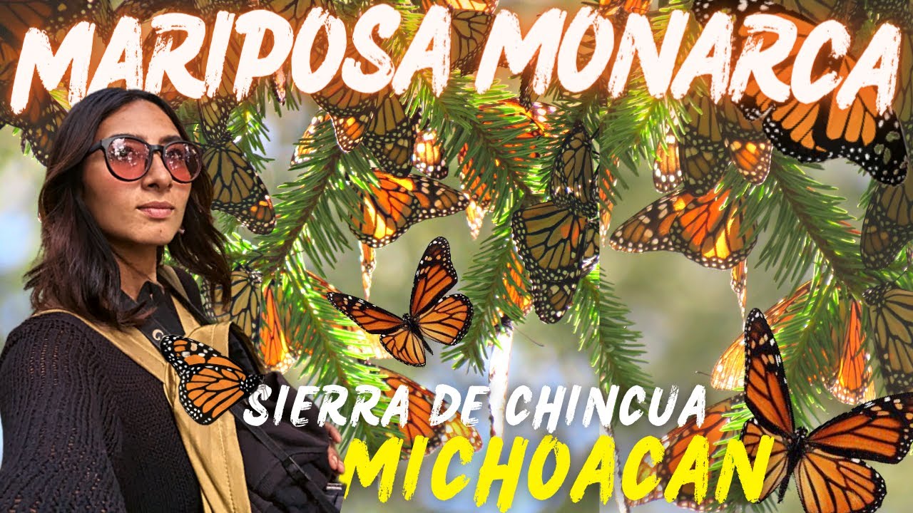 Un ESPECTÁCULO ÚNICO e INOLVIDABLE!🦋Nuestra Experiencia en el SANTUARIO de la MARIPOSA MONARCA!